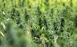 Eine Cannabis-Plantage, wie sie den jetzt Verurteilten vorschwebte. - picture alliance / Geisler-Fotopress