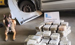 Zollhündin Lieschen Müller ist ein Profi. Erst im Oktober hatte sie - wie hier zu sehen ist - 52 Kilo Marihuana in einem Auto aufgespürt. - Zoll