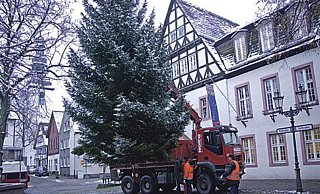 Wer hat einen Weihnachtsbaum für die Stadt Beverungen abzugeben, fragt Bauhofleiter Reinhard Baudis.. - Stadt Beverungen