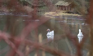Zumindest die Enten und Gänse fühlen sich auf dem Teich am Flachssiek wohl. Insgesamt aber gilt das Gewässer als "Lebensraum von geringer Bedeutung". - Jörg Stuke