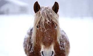 Ein Pferd geht im Bielefelder Süden samt Schlitten durch und hält die Einsatzkräfte am 2. Dezember in Atem. - makieni777/Pixabay