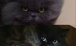 Völlig verängstigt: Die beiden Katzen stammen aus einem Animal-Hoarding-Haushalt. - Tierschutzverein Bielefeld
