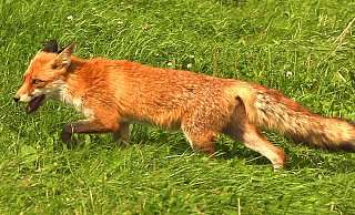 In diesen Tagen widmen sich nicht nur die lippischen Jäger besonders der Fuchsjagd. Denn bald beginnt die Schonzeit für die rotbepelzten Vierbeiner - Robin Jähne