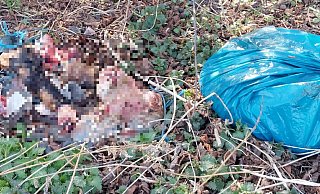Diese Schlachtabfälle, vermutlich von einer Ziege, entdeckte die Joggerin an der Kreisbahnstraße in Lübbecke. - Kathrin Böhning