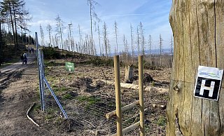 Der Teutoburger Wald ist - wie hier am Hermannsweg in Lämershagen - an vielen Stellen in einem bedauernswerten Zustand. - Eike J. Horstmann