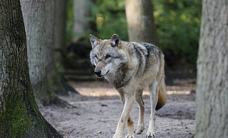 Wölfe sind wieder in Deutschland heimisch. Jetzt wollen Spaziergänger Exemplare im Kreis Gütersloh gesehen haben. - Nabu
