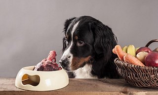 Beim Barfen gibt es für den Hund frisches Fleisch vermischt mit etwas Obst und Gemüse. - picture alliance / imageBROKER
