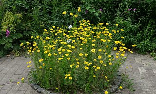Natürliche Gartenideen brauchen nicht immer viel Platz - hier präsentiert sich Färberkamille im Solitärbeet. Aber auch der Vorgarten kann durch seinen begrenzten Raum ein guter Anfang sein für die naturnahe Gartengestaltung. - Karl-Heinz Niehus (Archiv)