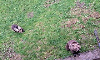 Aufnahme aus der alten Heimat: Die beiden Braunbären „Jojo“ und „Flocon“ sind in einem Tierpark in der Schweiz aufgewachsen. - Stadt Bielefeld