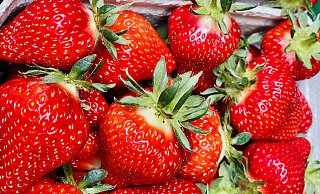 Die ersten Erdbeeren vom Obsthof Otte gibt es bereits an einigen Verkaufsbüdchen im Kreis Herford und Bad Salzuflen. - Obsthof Otte