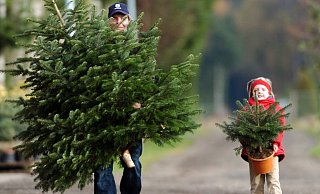 Das Fest ist vorüber und so mancher traumhaft geschmückter Tannenbaum nadelt plötzlich. Also wohin damit? - Dpa