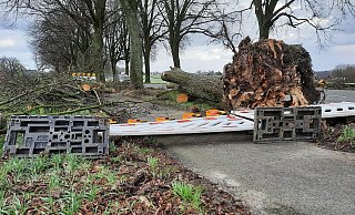 Sturmtief „Ylenia“ hat diesen Baum an der Kilverstraße umgefegt. Der Geh- und Radweg ist gesperrt. Die Warnbake ist schon wieder umgeweht worden. - Niklas Krämer