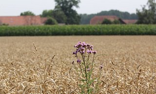 Eine Ackerdistel blüht im Getreidefeld. Das sehen die Landwirte gar nicht gern, weil die Pflanze das Getreide verdrängt. - Ulf Hanke