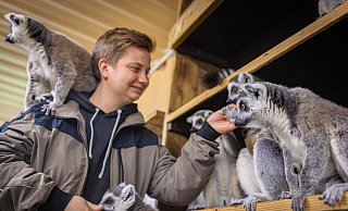 18 erwachsene Lemuren leben im Safariland, und seit einigen Wochen auch drei Babys. - Mike-Dennis Müller / www.mdm.photo