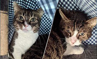 Die Katzen sind völlig verstört. - Tierheim Bielefeld