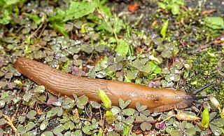 Weil sie anders als Weinbergschnecken kein Gehäuse tragen, heißen sie Nacktschnecken. Zu ihren natürlichen Feinden gehören Igel, Schnegel und Laufkäfer. - Heidi Froreich