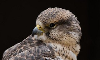 Der Wanderfalkenbestand in NRW war in den vergangenen Jahren nahezu stabil. - Pixabay/Symbolbild