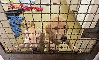Die sichergestellten Junghunde sind bei ihrer Ankunft verwurmt, voller Milben und traumatisiert. - Tierheim Bielefeld