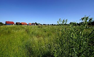Auf dieser Wiese an der Steinbreede in Stift Quernheim ist ein Neubaugebiet geplant. - Niklas Krämer