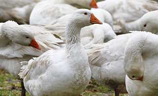 Vogelgrippe und gestiegene Energie - und Futterpreise sorgen dafür, dass bundesweit weniger Weihnachtsgänse zur Verfügung stehen. Auch die Preise für den Festtagsbraten erhöhen sich um 20 Prozent. - Roland Thöring