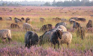 Bei einem Schlendergang über die Streuobstwiese neben dem Stallgebäude lassen sich Heidschnucken in der Sennelandschaft beobachten. - M. Laabs