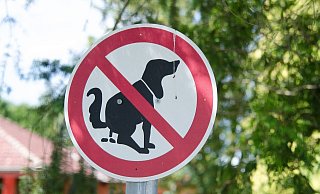 Beim Einlass zur Landesgartenschau sollen Hunde außen vor bleiben. - Symbolbild: Pixabay