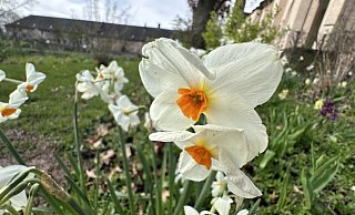 Österliche Grüße in Form der Osterglöckchen erhalten Besucher des Huxarium Gartenparks. - Ralf T. Mischer