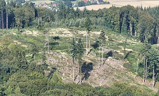 Die Kahlflächen, die durch Trockenheit und Borkenkäferbefall enstanden sind, sind immernoch deutlich zu erkennen. Mit einer völlig neu zusammengesetzter Mischung aus Baumarten sollen die Waldflächen nun wachsen und in Zukunft widerstandsfähiger sein. - Gerald Dunkel