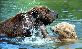 Die Bären Max (groß und dunkelbraun) und Jule im Bärengehege des Bielefelder Tierparks Olderdissen. Jule starb vor zweieinhalb Jahren, jetzt ist auch Max tot. - Christian Weische