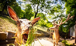 Die Tiere sehen schon viel besser aus. - Mike-Dennis Müller / www.mdm.photo