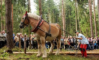 Die besonderen Pferde (Symbolbild von einem Pferde-Wettbewerb in Thüringen) sollen auch als Arbeitstiere eingesetzt werden - das gibt's so nirgends in Deutschland. - usage worldwide