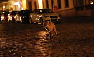 Füchse sind häufiger in Städten und Ortschaften anzutreffen als viele andere Wildtiere. Doch wie verhält man sich, wenn man einem der Tiere begegnet? - dpa/Annette Riedl