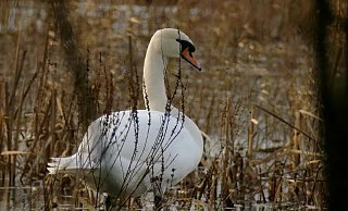 Ein männlicher Höckerschwan. - Thomas Weigel