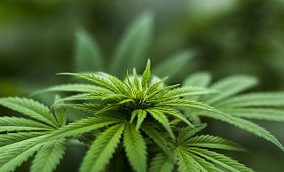 Für den Anbau, den Handel und die Abgabe von Cannabis will die Ampelkoalition ein reguliertes und überwachtes System schaffen. - Pixabay