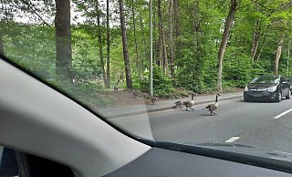 Im sprichwörtlichen Gänsemarsch kreuzen die Wasservögel immer wieder auch die Dubelohstraße. - Marc Schröder