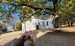 Vor dem Angriff auf einen 40-Jährigen, ist eine Frau in Bünde mit Eicheln beworfen worden. - Florian Weyand