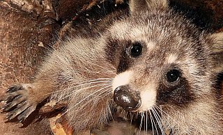 Der Waschbär soll plötzlich vor dem Steinheimer hergelaufen sein. - David Schellenberg
