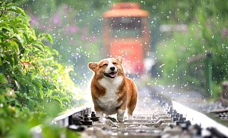 Ob Hund, Katze, Kaninchen, Vogel oder Hamster: Wählen Sie das Tier der Woche und schicken uns ein Foto Ihres Lieblings zu. - Symbolfoto: Pixabay