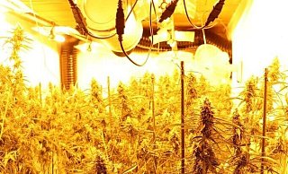 Die Polizei hat im Januar eine Cannabisplantage in Steinheim-Vinsebeck hochgenommen. Zwei Männer, die vor Ort festgenommen wurden, stehen jetzt vor Gericht. - Polizei Höxter