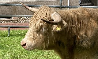 Ein schottisches Hochlandrind hat stattliche Hörner. - Matthias Bungeroth
