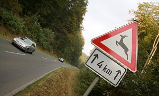 Wildwechsel sind vor allem während der Herbstmonate eine große Gefahr im Straßenverkehr. - Symbolfoto: David Schellenberg