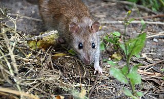 Die Grundschule Bonifatius in Paderborn hat ein Rattenproblem. - Pixabay/ ivabalk