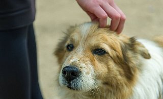 Tierschutzorganisationen sollen verstärkt einbezogen werden wenn es darum geht, tierischen Begleitern von Obdachlosen - zum Beispiel bei Extremwetterereignissen - Obdach zu organisieren. - Pixabay