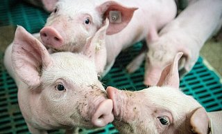Ein Kreisveterinär soll drei Ferkel bei Tönnies in einem Eimer ertränkt haben, sein Kollege hat dabei zugesehen. - Symbolfoto/ Pixabay