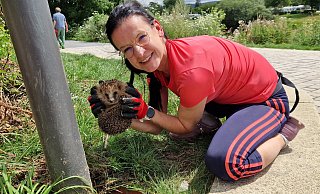 Nicole Baltrusch mit dem geretteten Igel. - Thomas Kube