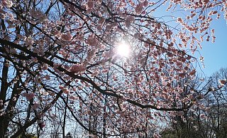 Sonnenschein und Blütenpracht: Für Sonntag und Montag ist bestes Ausflugswetter angesagt. - Anke Groenewold