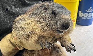 Das Tierheim kümmerte sich um ein Murmeltiert. - Tierschutzverein Herford