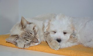 Ab dem 22. November tritt eine neue Gebührenordnung für Tierärzte in Kraft. - Pixabay (Symbolbild)