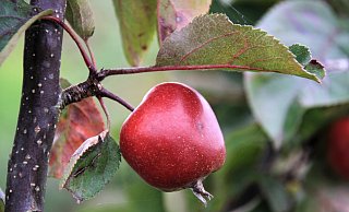 Der größte Teil der circa 500 Bäume im Herforder Stadtgebiet, die zum Pflücken einladen, sind Apfelbäume. - Madita Schellenberg