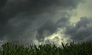 Dunkle Wolken über einem Maisfeld kündigen schlechtes Wetter an. - Liselotte Brunner/Pixabay